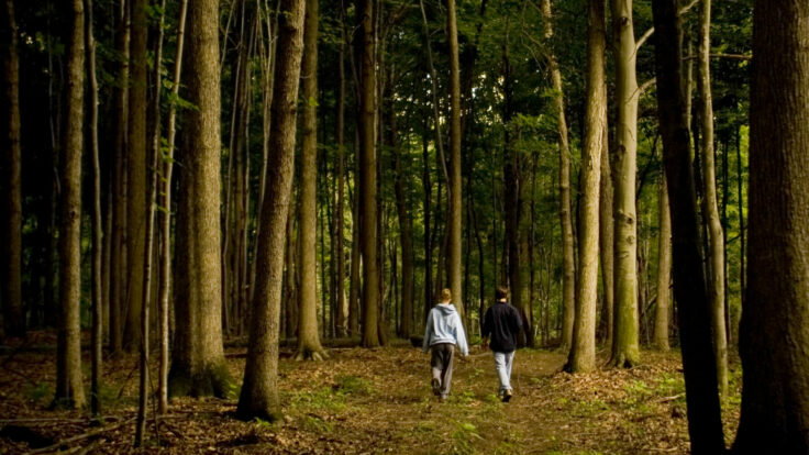 forest