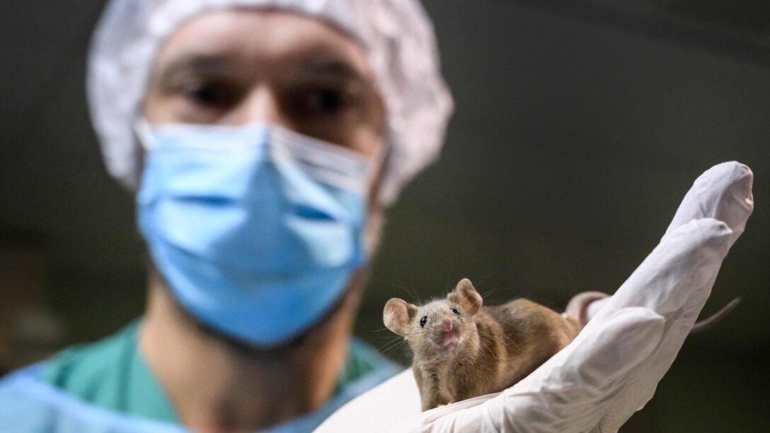 lab mouse